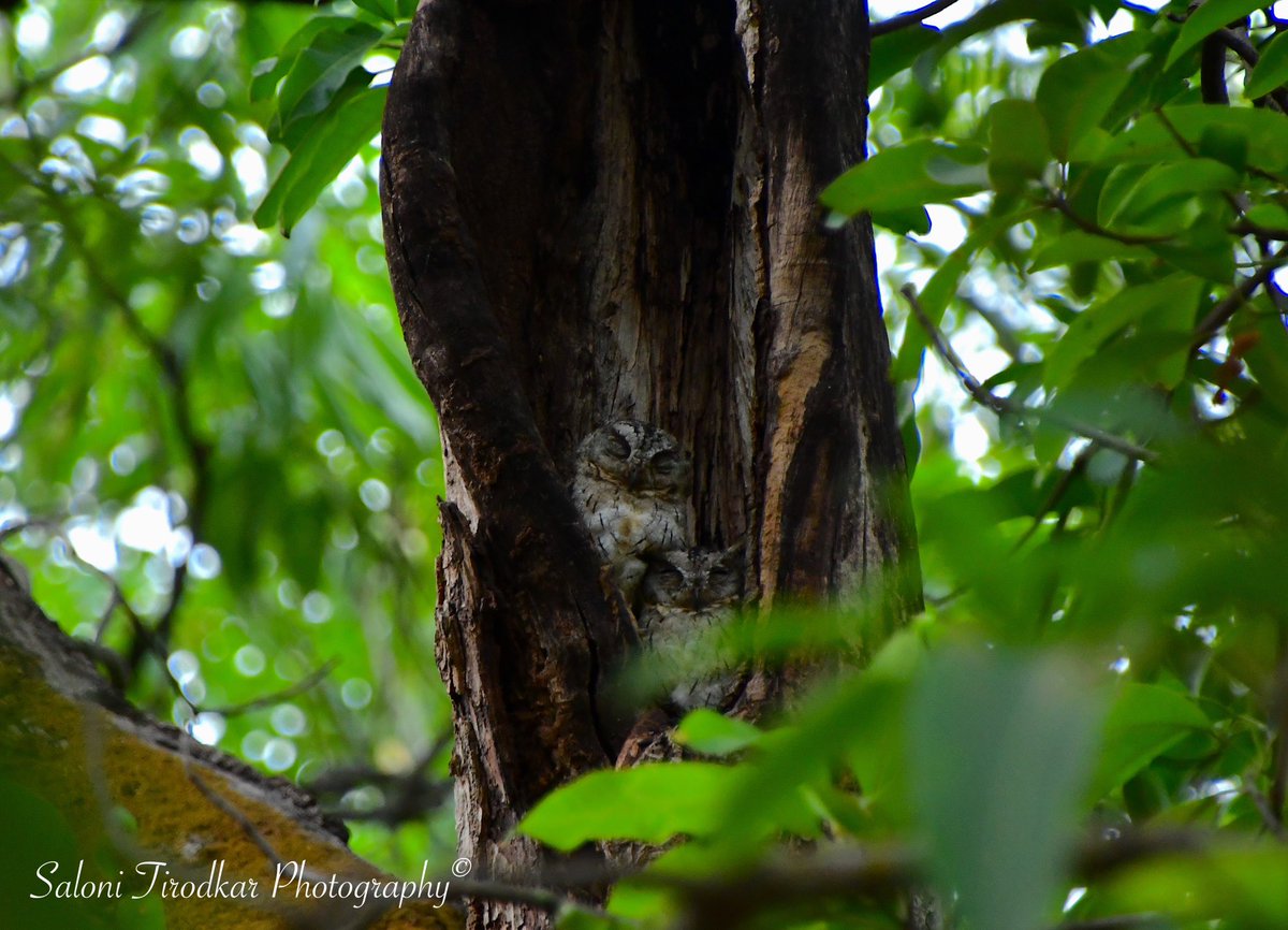 Weekend mood: Indian Scops Owl!

#salonitirodkarphotography #weekendmood #weekend #saturdayfeels #owl #owls #owlsofinstagram #owlsome #owlstagram_feature #indianscopsowl #tadoba #tadobanationalpark #tadobaandharitigerreserve #tatry #birdphotographersofindia