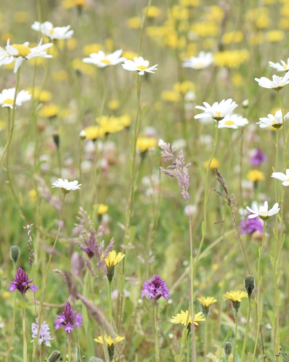 Today is #NationalMeadowsDay! 🥳 The loss of our uplifting hay meadow habitats in the UK makes my heart hurt, so I want to share with you the secret for turning your lawn into a mini wildflower meadow for *free* 👊

🧵 (1/9)