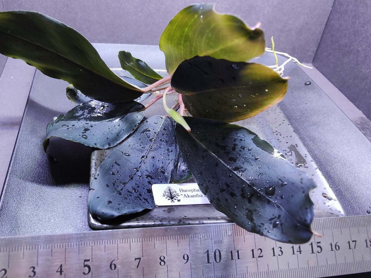 Bucephalandra sp.\