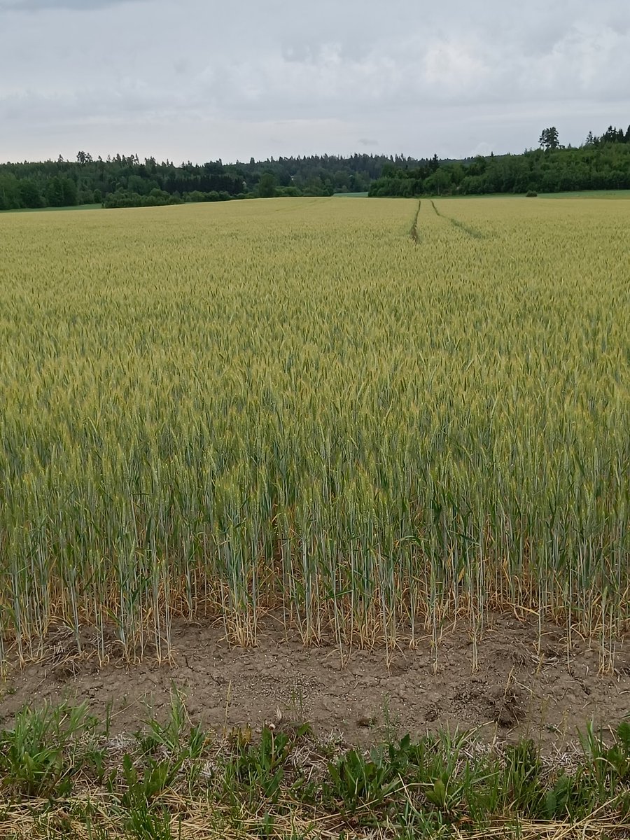 Olli Uusi-Eskola tweet media