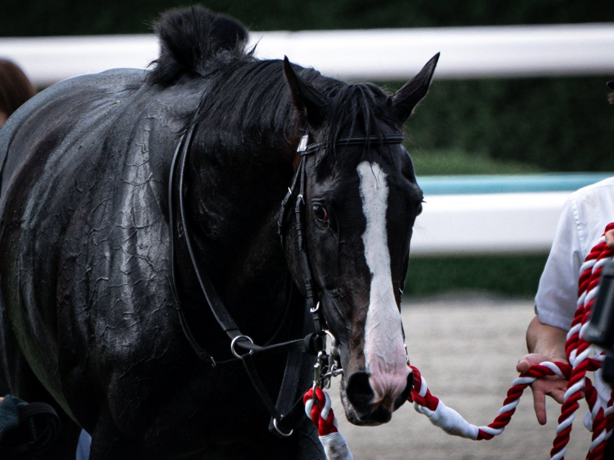 2023年6月25日 阪神競馬場 11R 宝塚記念
#イクイノックス #ルメール #宝塚記念 #競馬好きな人と繋がりたい #カメラ好きな人と繋がりたい #horseriding #horse #equinox