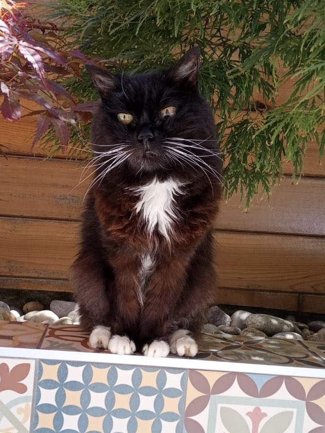 erics_escapades's tweet photo. 3 weeks ago I shared with you my cousins 20th Birthday, Sadly yesterday little Molly passed over the rainbow bridge peacefully, please join me in sending love to her family 🌈 #catsoftwitter #catsontwitter #adoptdontshop #CatsLover #voteeric #rescuecat #caturday #molly https://t.co/cDG00RdjTy