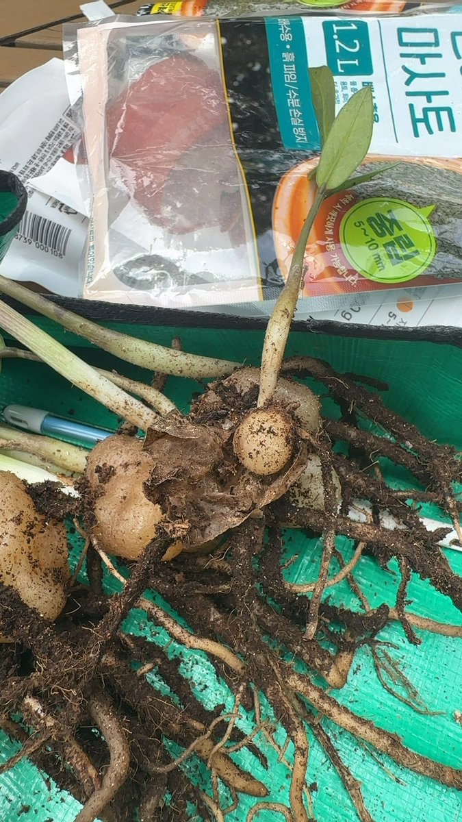 Junghwan Park tweet media