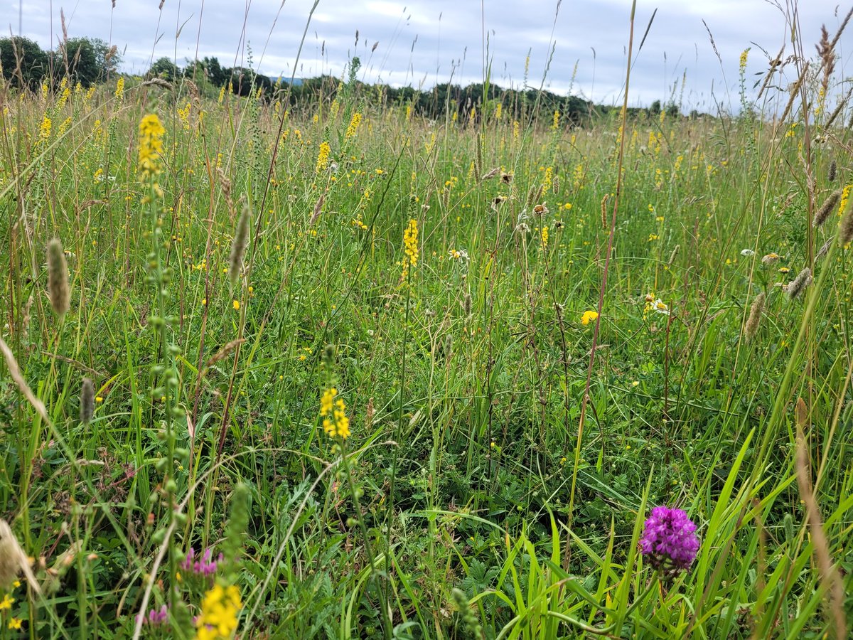 Phepson Angus tweet media