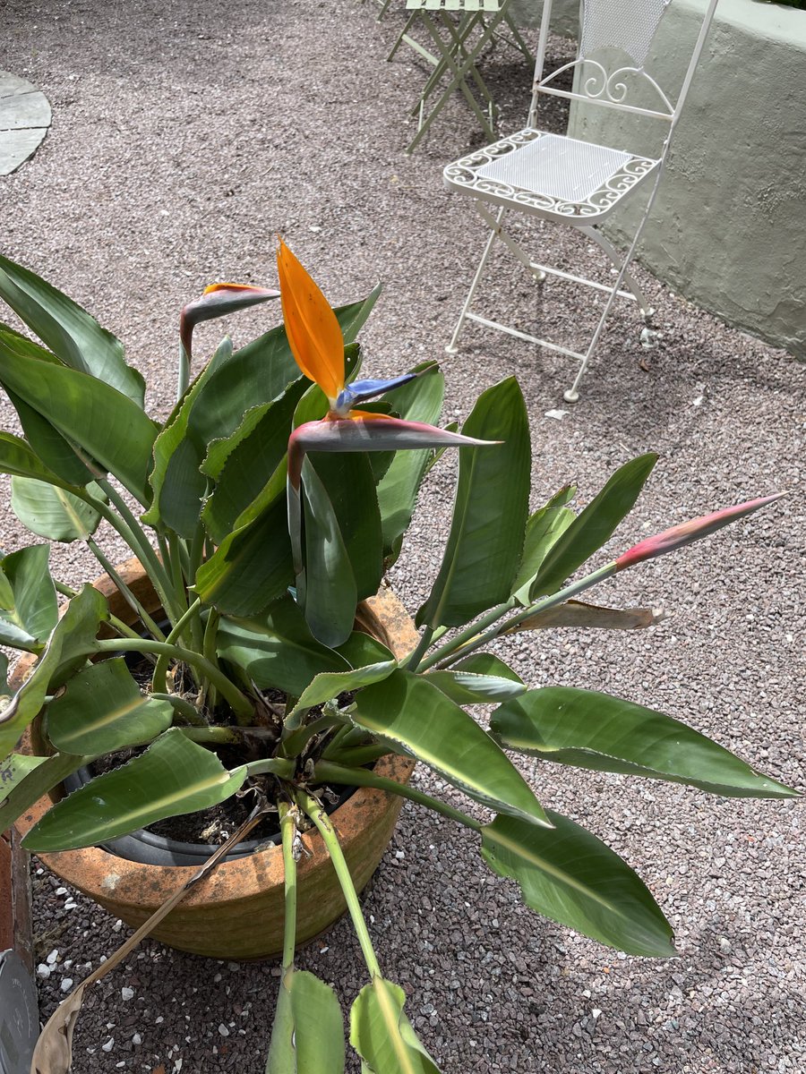 At last we have a very late flowering Strelitzia Regina in the Banks garden.