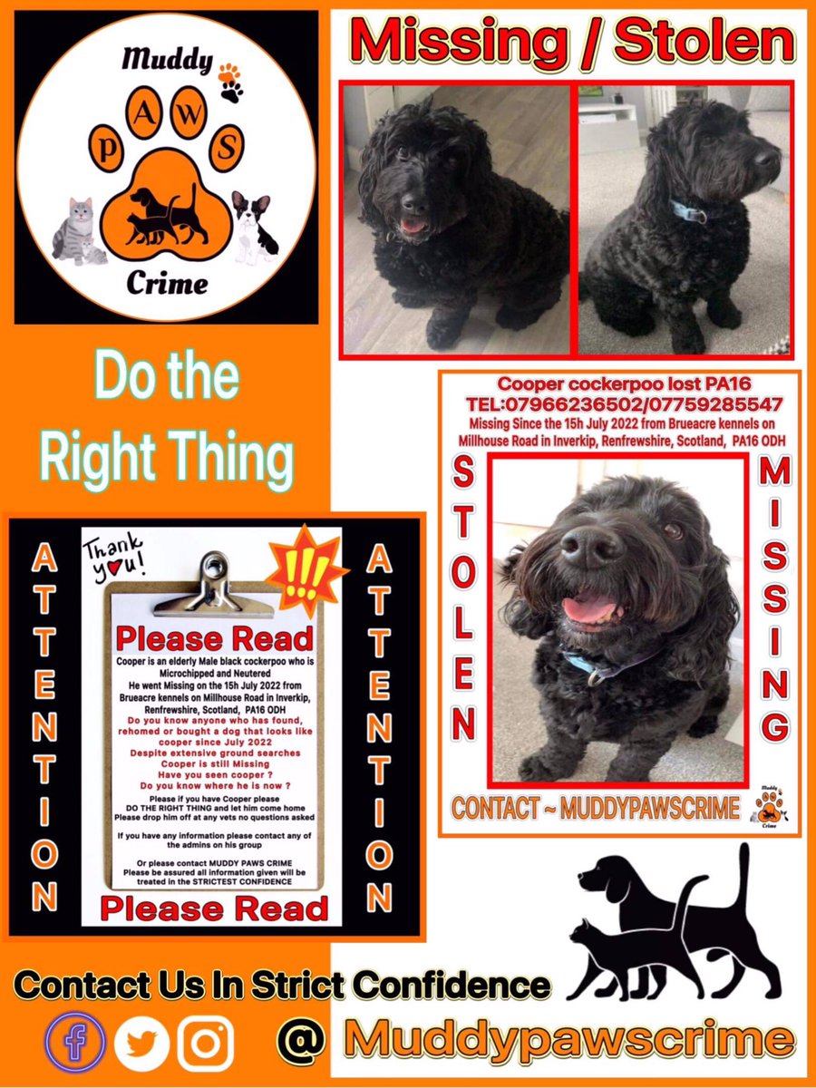 KarenFi51820768's tweet photo. It will be one year in the 15th July since Cooper a male black #Cockerpoo went missing from #Renfrewshire #Scotland please can you keep an eye out for Cooper he is out there somewhere we just need to #FindCooper Facebook group here please #RT  https://t.co/MMeHxoH2Ct https://t.co/3VGKmSFKW0
