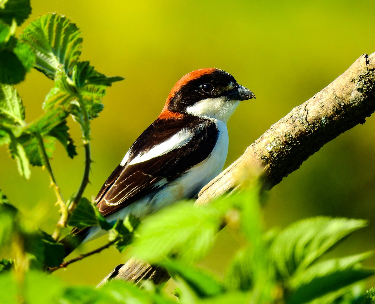 Kızılbaşlı örümcekkuşu » Woodchat Shrike » Lanius senator

Haziran, 2023

Sinop

#hangitür #birds #birdwatching #birdphotography