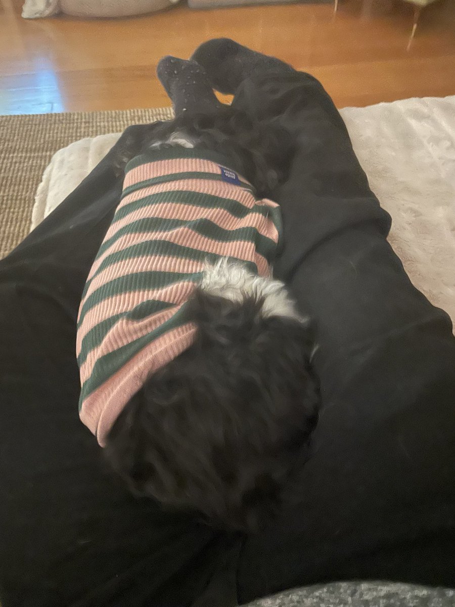 HardcoreCommute's tweet image. I seemed to have been forgiven ( or she was feeling cold ) #tourdog #tourpeloton