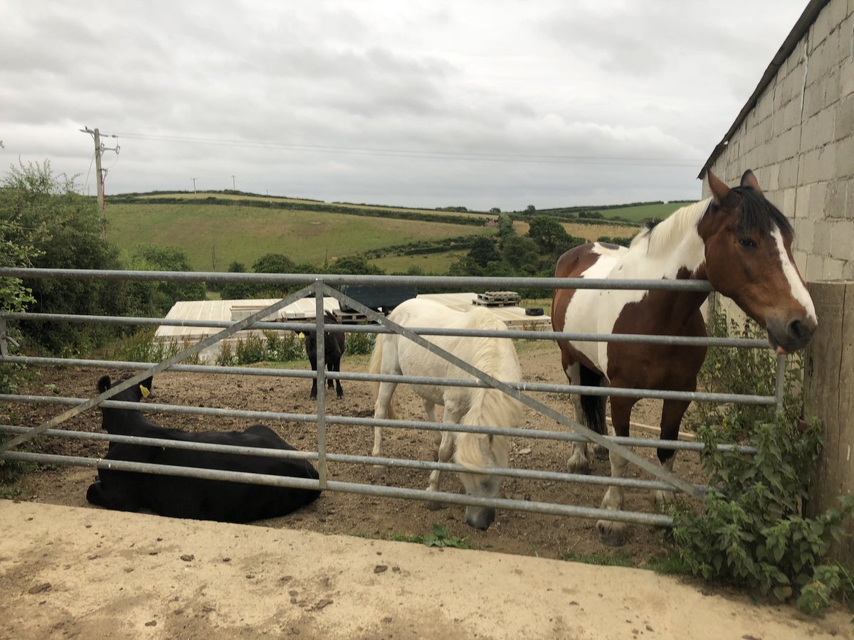 FarmerJamesHT's tweet photo. We’d really like to come in but there’s a #calf in our way 😍
#farmholidays #northcormwall #childrenfriendly #petfriendly #bookdirect https://t.co/mM8BW2Fh93