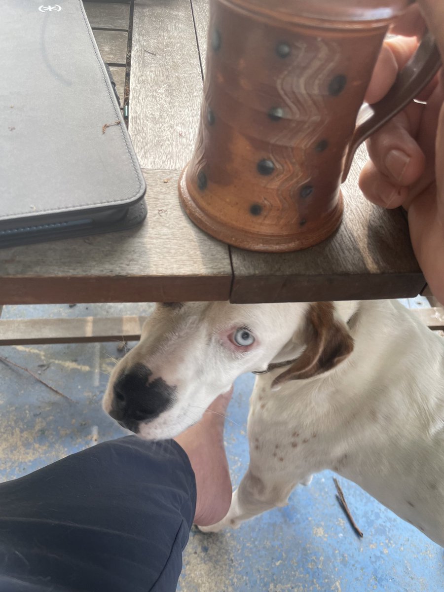 dsbree's tweet photo. Morning coffee with Molly https://t.co/aDBwg9hb0j