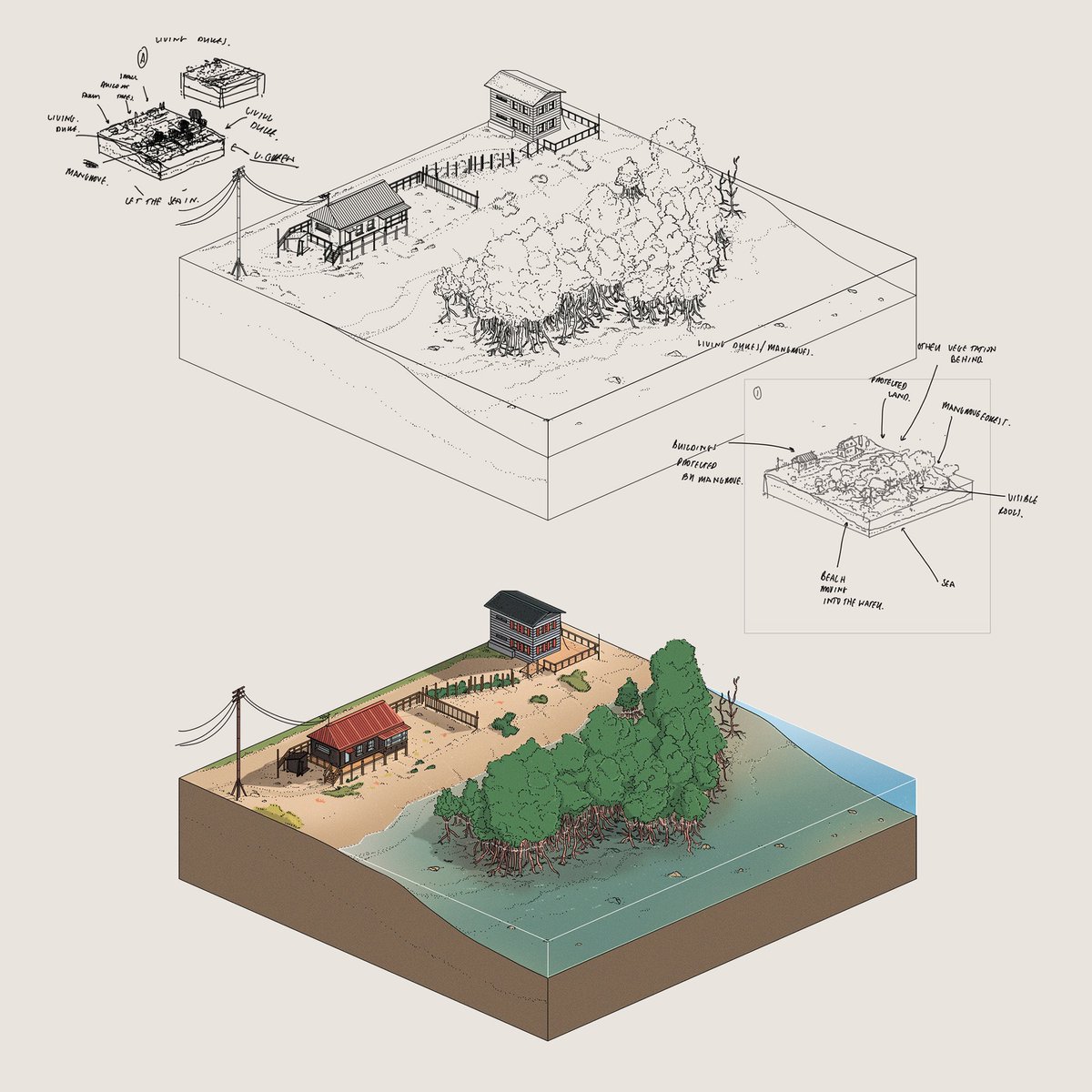 Mangroves Process and sketches