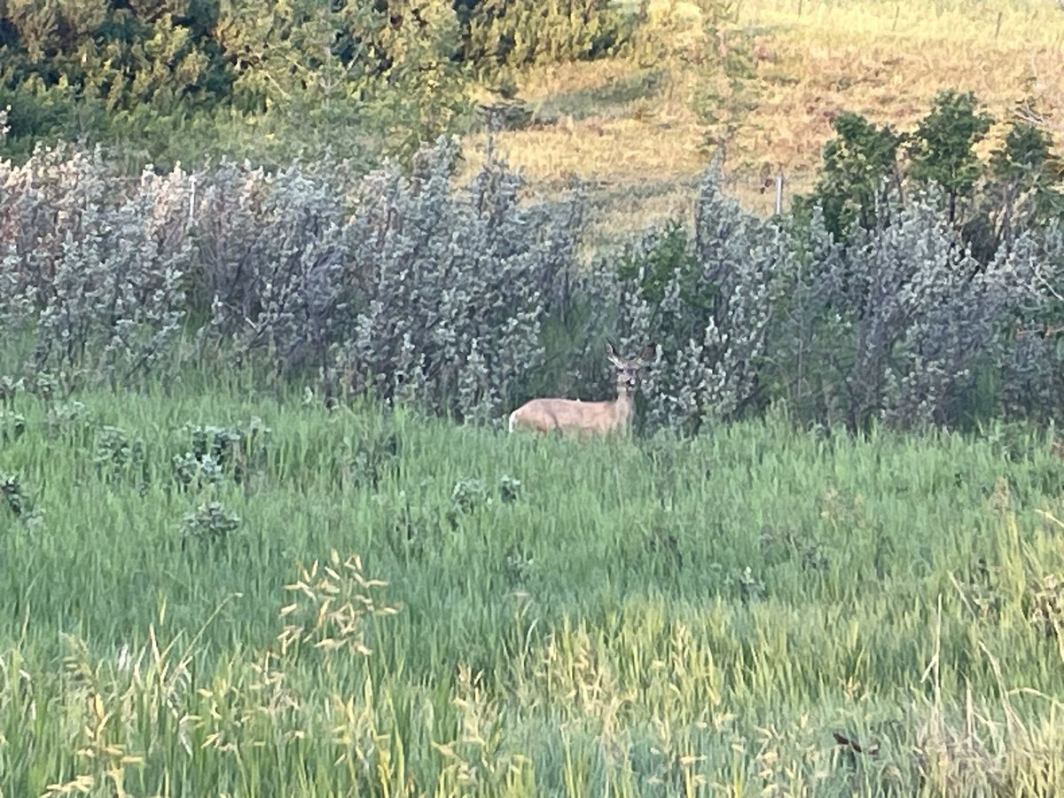 The Winston Turfcare tweet media