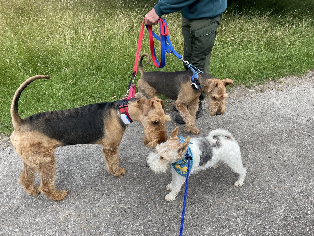 clare skyfall 🐾 🦊🇬🇧 🌺🏕️🏴󠁧󠁢󠁥󠁮󠁧󠁿 tweet media