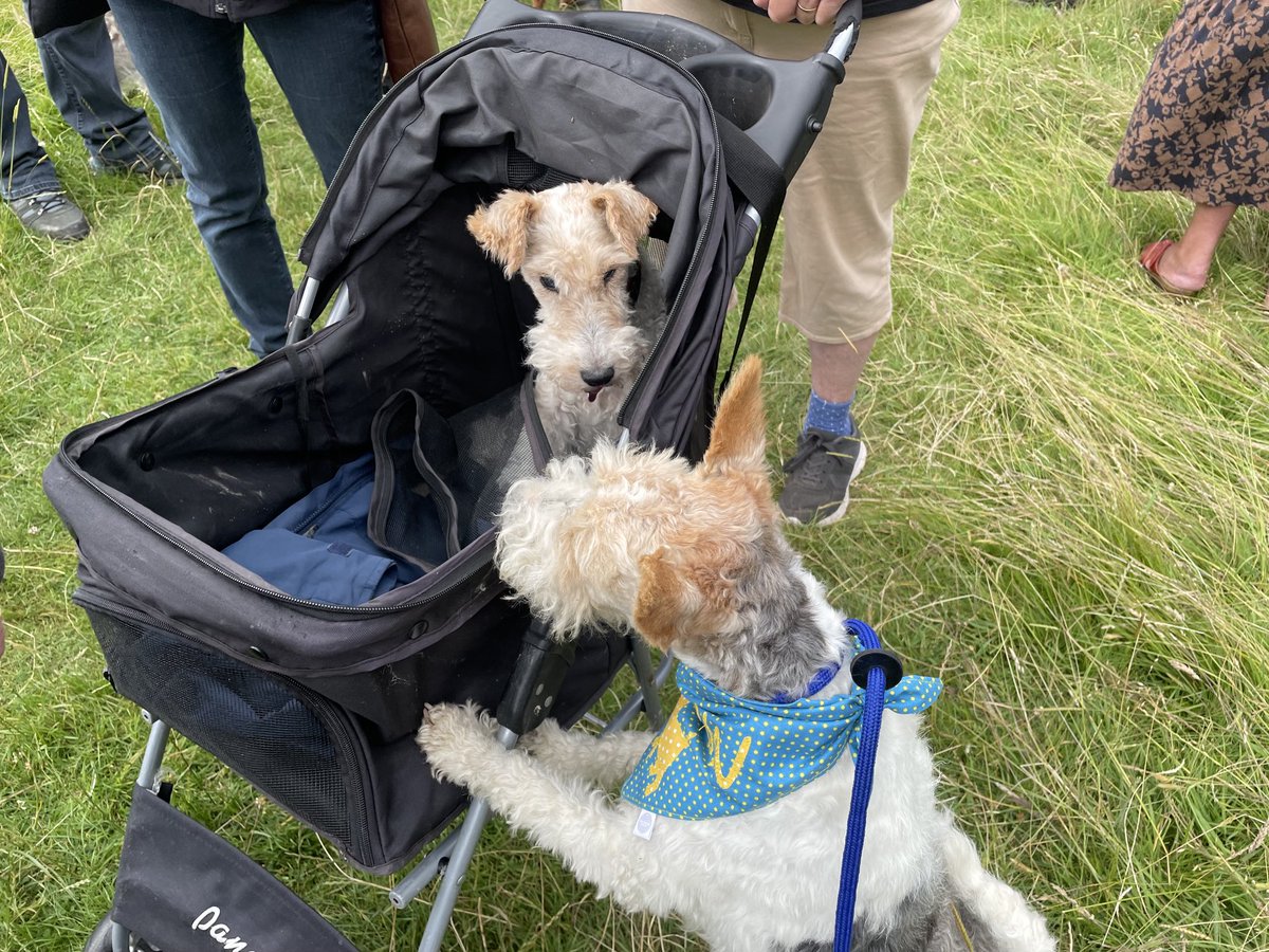 clare skyfall 🐾 🦊🇬🇧 🌺🏕️🏴󠁧󠁢󠁥󠁮󠁧󠁿 tweet media