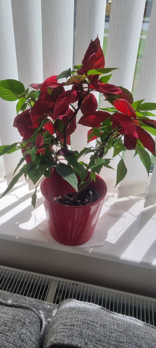 BREAKING:  Mum's Poinsettia is STILL RUDDY FLOWERING.  IN JULY!
#MerryChristmas