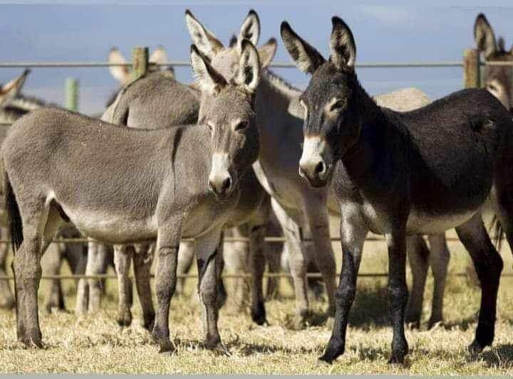 The animal comes to my mind when I see <a href="/INCIndia/">Congress</a> <a href="/RahulGandhi/">Rahul Gandhi</a> <a href="/SupriyaShrinate/">Supriya Shrinate</a> 

#NOOFFENCETODONKEYS