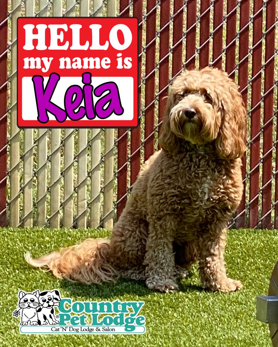 CountryPetLodge's tweet photo. Keia, the ultimate diva of the playyard at #CountryPetLodge! 🐶💁♀️ She's got her paw-some pose on point, showing off her fabulous Labradoodle style! 😎✨ #Keia #SittingPretty #DoodleDiva #PawsitivelyAdorable #Labradoodle #PlaygroundPrincess #LabradoodleLove https://t.co/A0WCP2s0RC