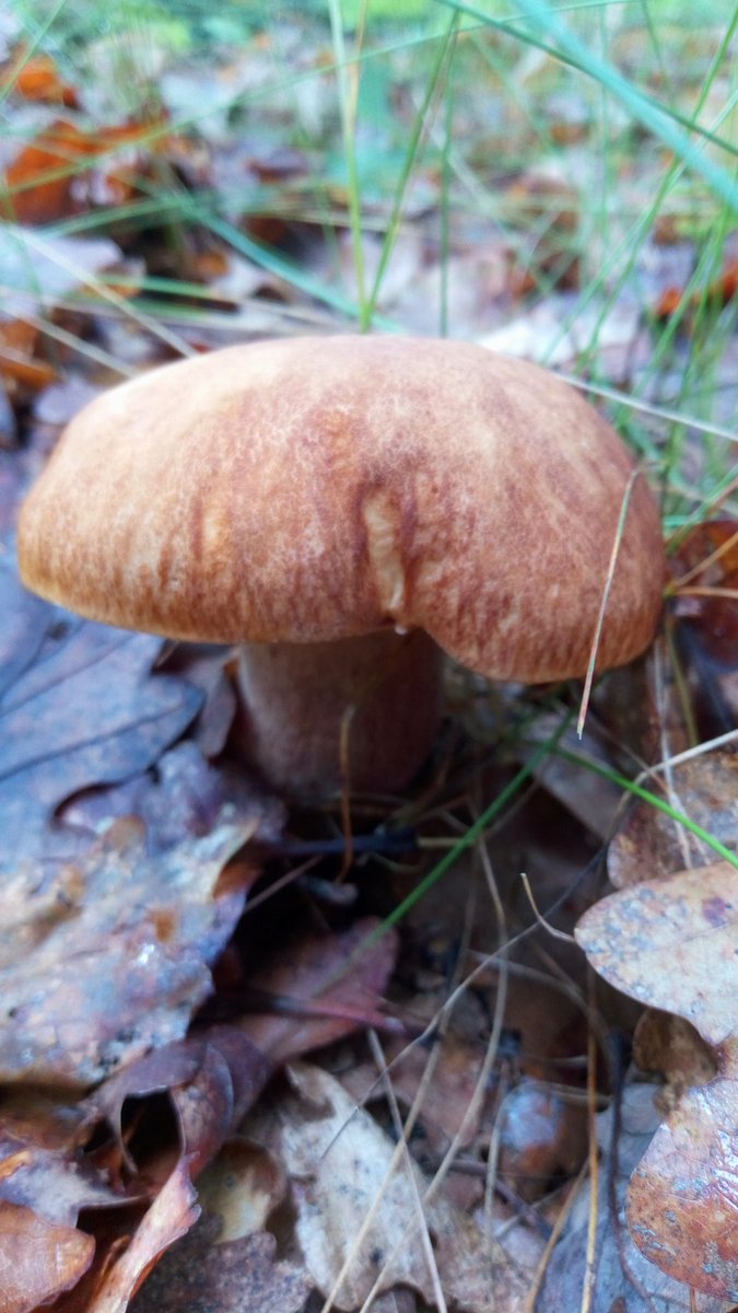 It begins. #Sommersteinpilz #Eichensteinpilz #BoletusReticulatus  #PennyBun #Pilze #Mushroom #Fungi