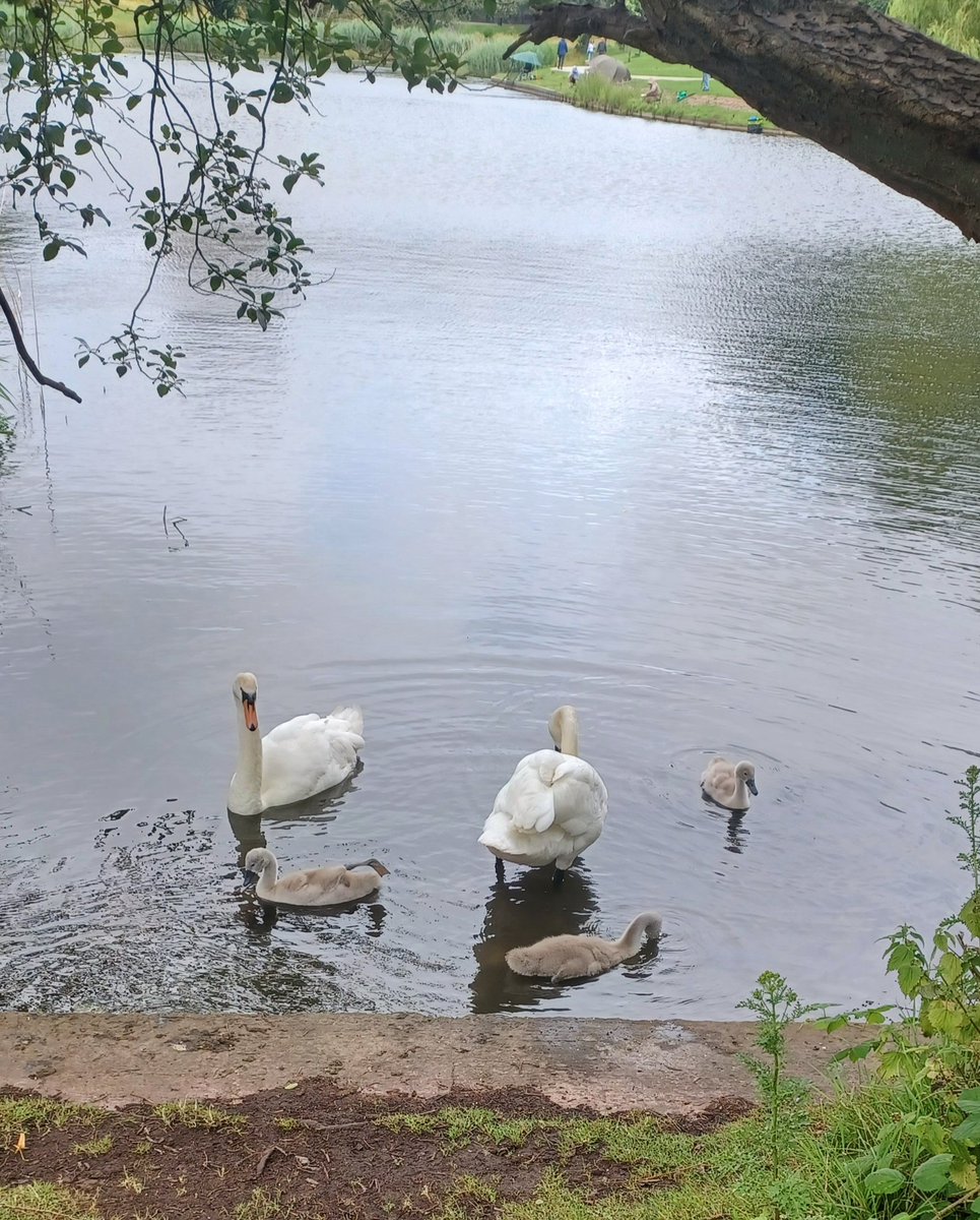 Really sad to see that 2 of the cygnets at Princes Park have disappeared ☹️ Any idea what's happened @friendsofppark ? #liverpool8 #princespark #wildlife #swans