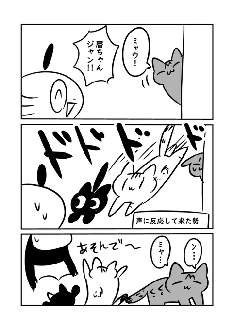 再掲 甘えるのが下手な猫の暦ちゃん 