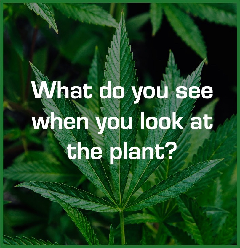 cannabishub's tweet photo. We see potential. https://t.co/VDEBt1mtPl