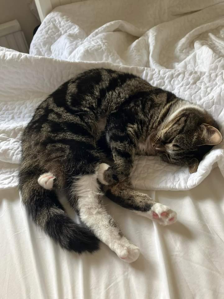 Our #cat escaped our broken down car on the #M6 #northbound between #junction8 and 9. She dived into the verge amongst the bushes which backs onto the #canal headed towards the canal side. She may have gone through the gaps in the fence and this gives us hope.