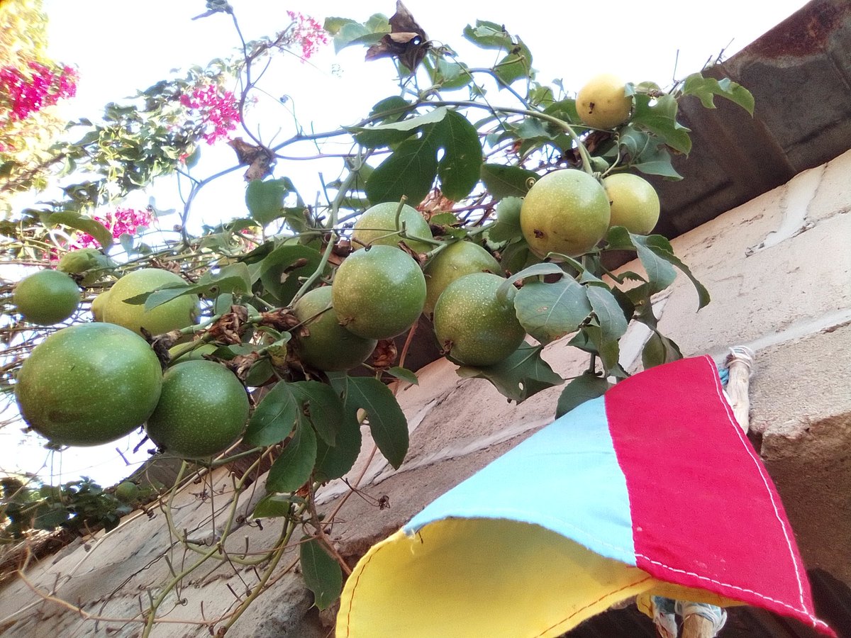 Empire of Guanduania ☮️ tweet media