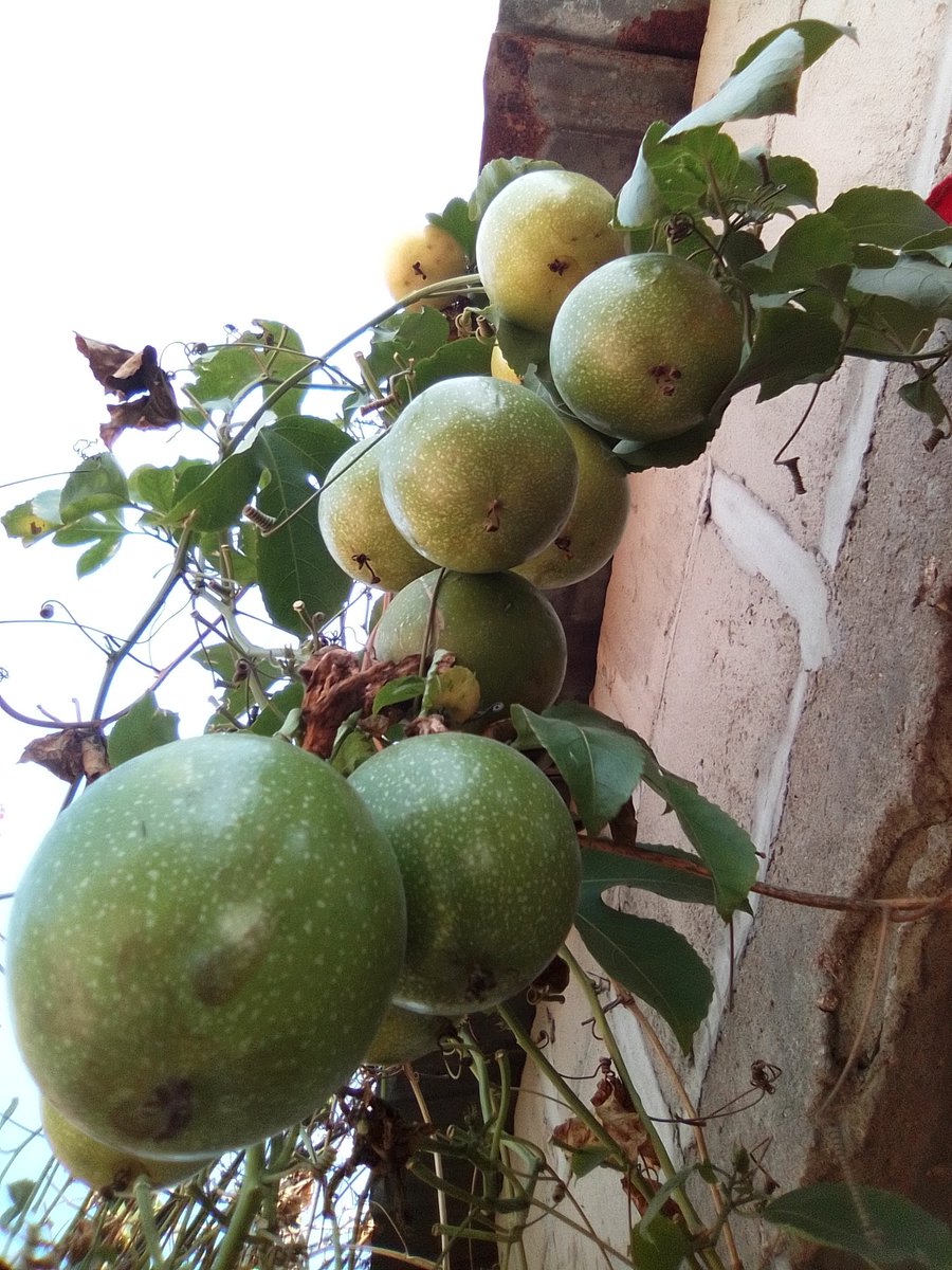 Empire of Guanduania ☮️ tweet media