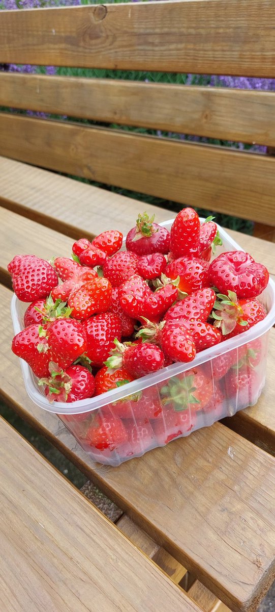 My interest in genomics reflected in the strawberries I picked today 😍