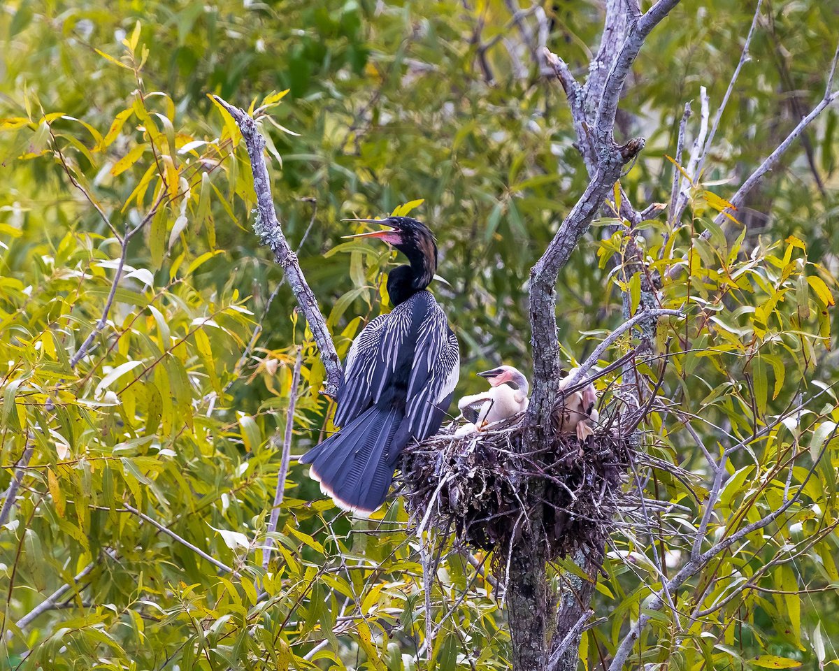 TMSkyHumPhoto's tweet image. A few from my trip to Florida. #wildlifephotography