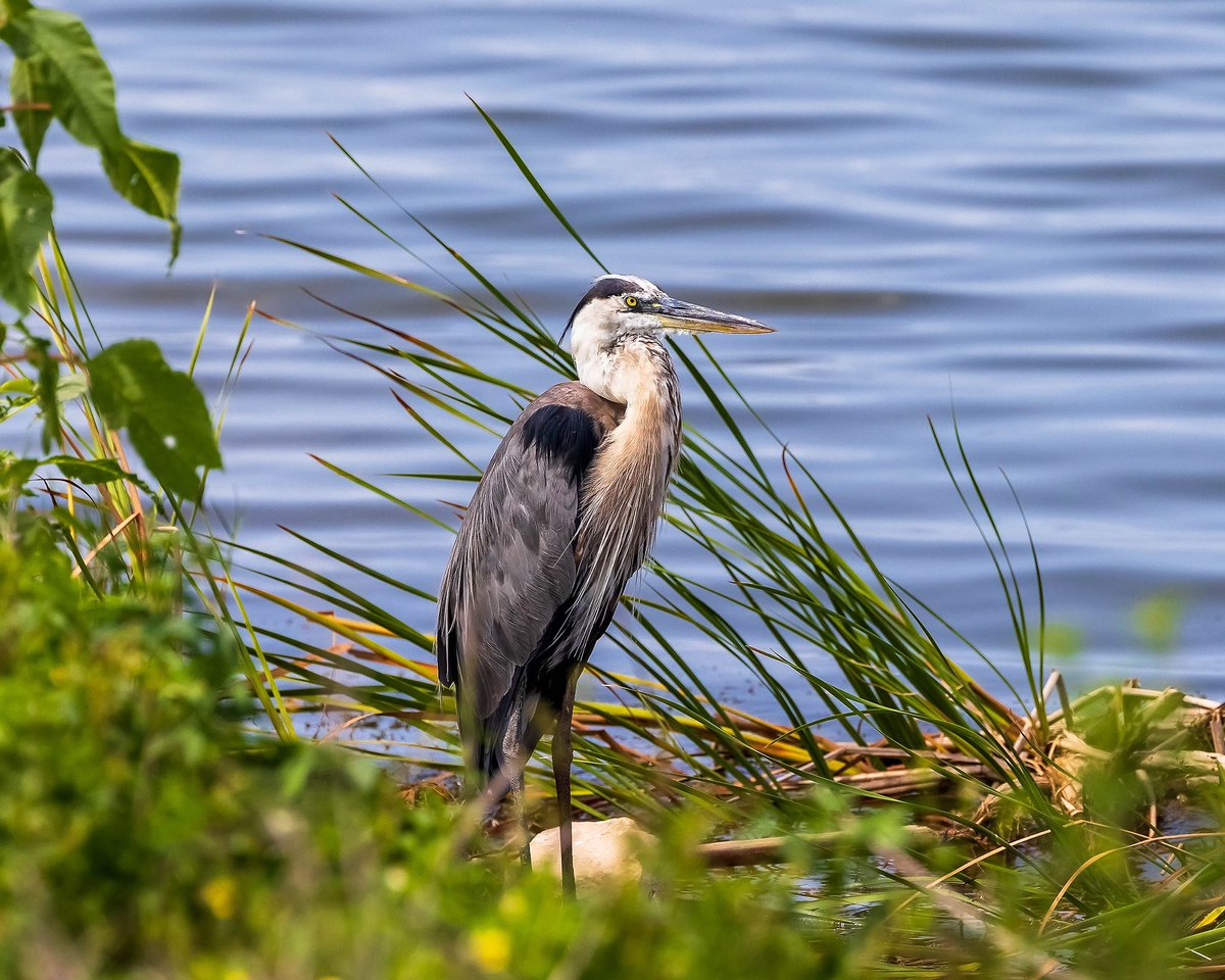 TMSkyHumPhoto's tweet image. A few from my trip to Florida. #wildlifephotography