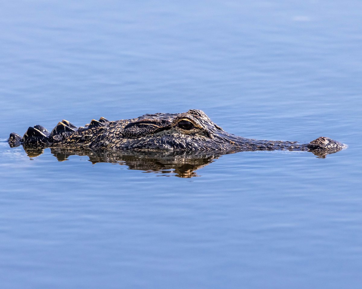 TMSkyHumPhoto's tweet image. A few from my trip to Florida. #wildlifephotography