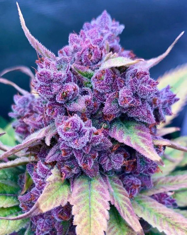 Alien__Genetics's tweet photo. PURPLE MILK 🥛
Purple punch 🥊 X Cereal milk 🥛🥣
Bred by @ALIENGENETICS_
Fems Seeds pack
12 PK $160
6 PK $90
Clones
10 clones $300
Flowers 🔥🌱🌱
Minimum To Order QP
$400 all QPs
#Seedandclonebank
#AlienGenetics
#WeedLovers https://t.co/HOizV5tkqA