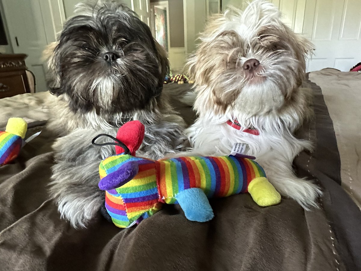 fasolakia's tweet photo. @dog_rates Chewie and Gizmo believe that LOVE is LOVE. ❤️🌈❤️ https://t.co/cLiYD30OC5