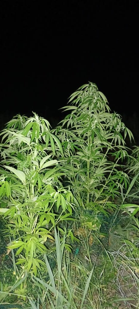 Kentorganics1's tweet image. #c99 #uk #sungrown