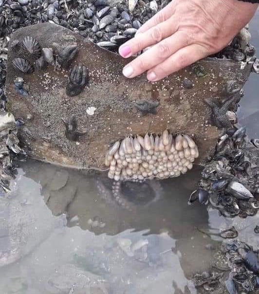 EnsedeCiencia's tweet photo. Si hay un animal marino que literalmente da la vida por sus hijos, ese es el pulpo, en concreto, la hembra 🐙

✅ Una vez que mamá pulpo pone sus huevos, ésta pasa meses sin comer ni moverse, incubándolos y cuidándolos sin descanso.

✅ Cuando los huevos empiezan a eclosionar, la madre muere como consecuencia de ese largo período que pasó al lado de sus crías; muere por inanición para que sus crías puedan vivir.

🔴 En la foto se puede observar una mamá pulpo cuidando a sus retoños 🐙