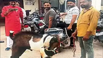 RazelNews's tweet photo. Goat gets a lease of life in two persons' fight for ownership in Madhya Pradesh
#goat #mp #news #fight #ownership #RazelNews

https://t.co/Fvipq3MbXx https://t.co/3cv54eAJdI