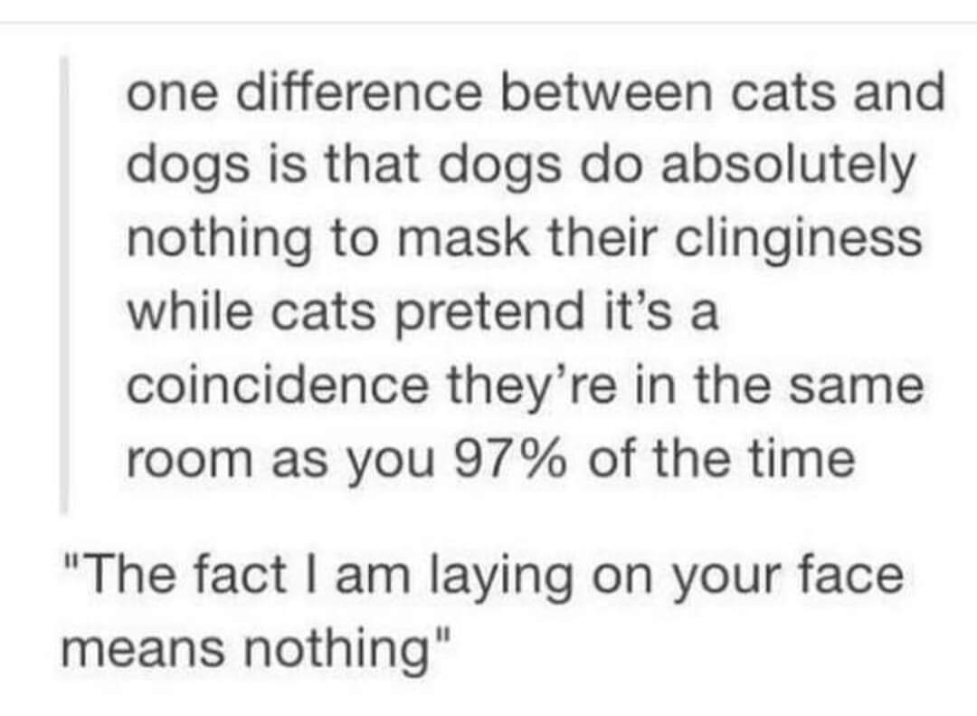 Morning all you lovelies 😂😹😹😹 #caturday #puddysrule