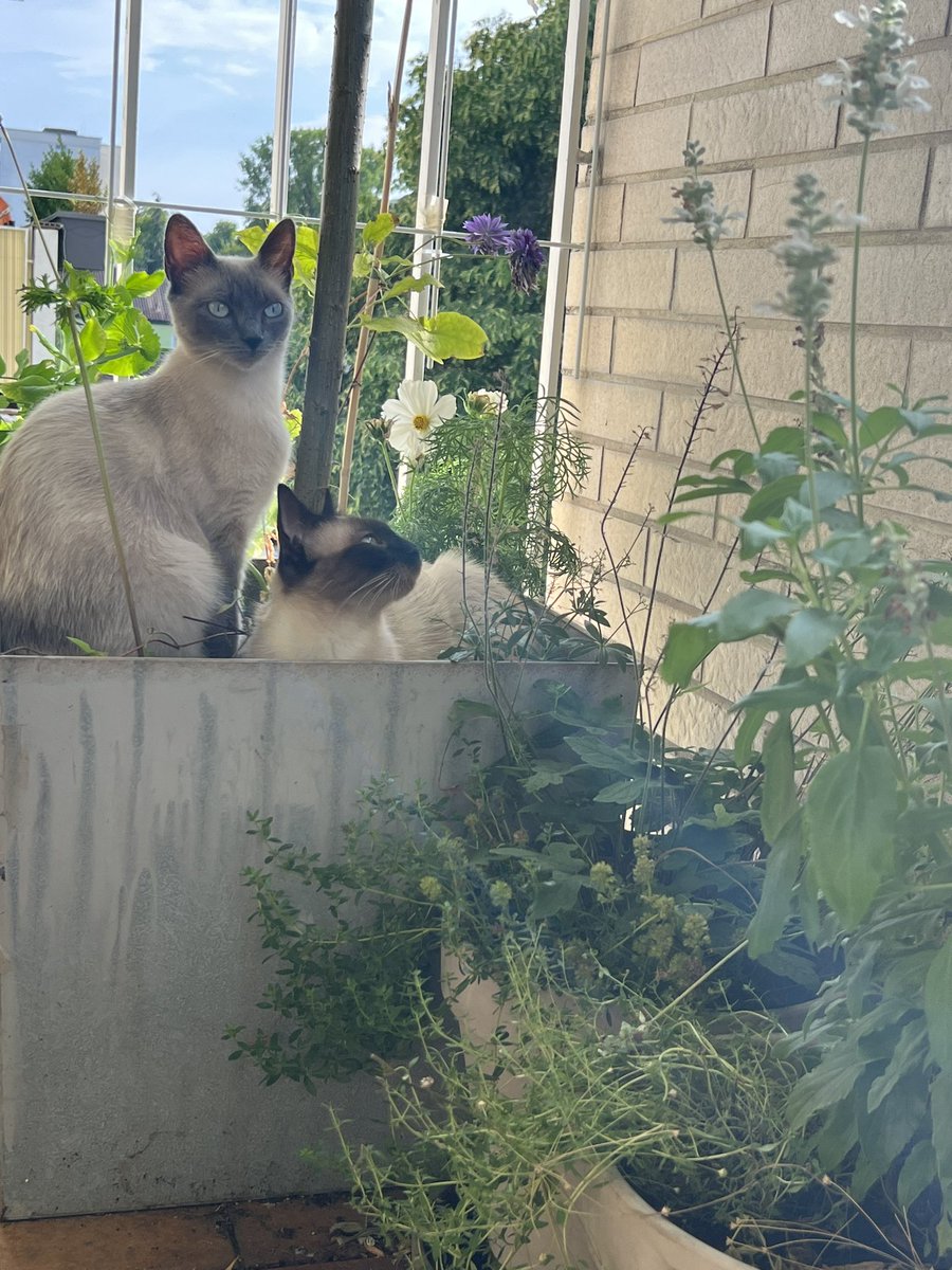 „Ik koop nieuwe planten voor je, schat!“ 

Aldus de vriend  zodra ik op t balkon kom en dit zie.