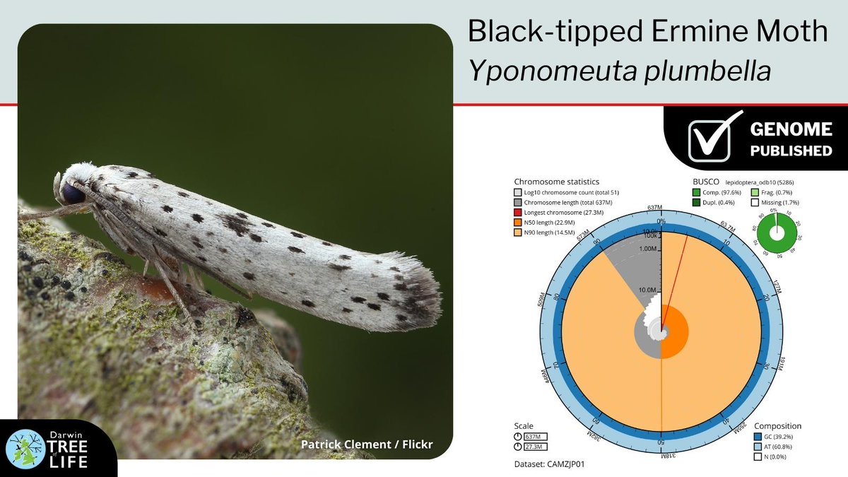 darwintreelife's tweet image. Our latest #DarwinTreeOfLife #GenomeNote: the Black-tipped Ermine🦋(Yponomeuta plumbella)

Huge thanks to @diarsia @GenomeWytham @OxfordBiology Ian Sims @BritEntSoc David Lees @NHM_Science @SangerToL 🧬  

📑Read more @WellcomeOpenRes:
wellcomeopenresearch.org/articles/8-246