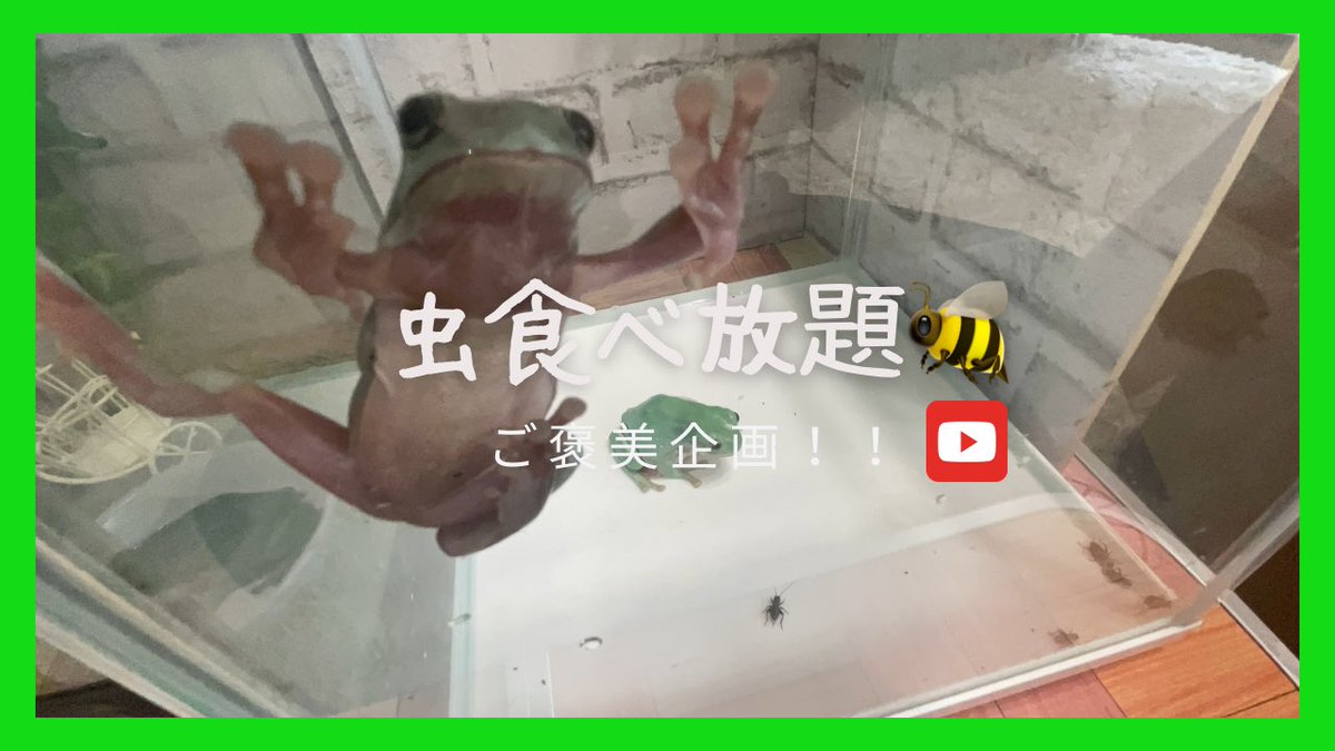 今回は2匹へのご褒美です！

虫食べ放題のご褒美【イエアメガエル】
youtu.be/L7tH9g5Ultg