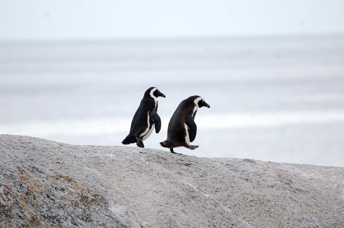 African penguin (Spheniscus demersus), also known as Cape penguin, at Boulders Beach in Simon's Town, South Africa.

#hikingadventures #hiking #outdoors #outdooradventures #nature #naturephotography #penguin #bouldersbeach #southafrica #capepenguin #capetown #capepeninsula