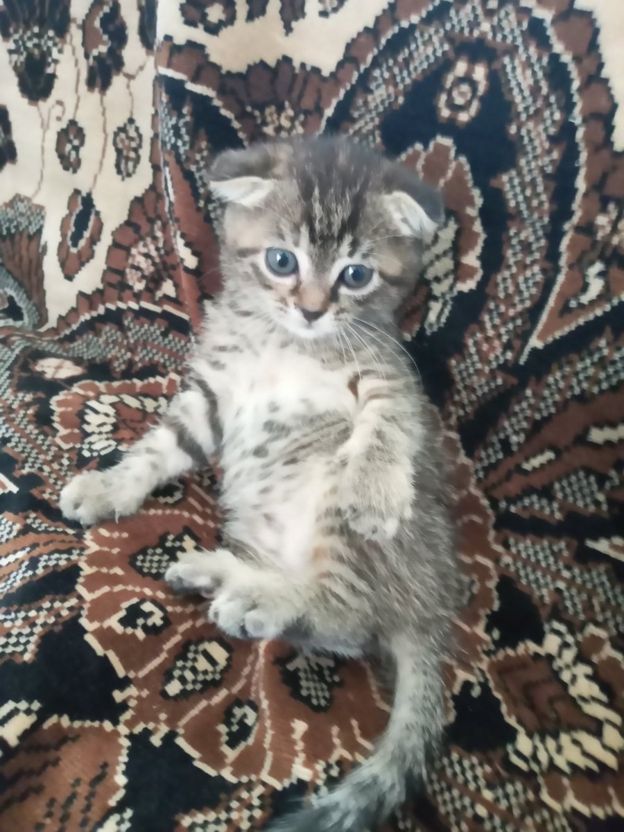 vorona_Naxa's tweet photo. ❗РТ ТЕРНОПІЛЬ❗
Малим цуцькам потрібна/-ен кото-мама/-тато 
не встидайтеся і пишіть в оп 🦔 https://t.co/pshUs7sMg9