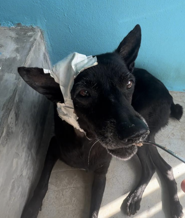 I only share a small amount of the content on Twitter. That post is actually a newsletter. You can follow here...

📸 Instagram instagram.com/niall.harbison/
📽️ Youtube youtube.com/@wearehappydog…
📱 TikTok tiktok.com/@happydoggonia…
💵 Donate tiktok.com/@happydoggonia…