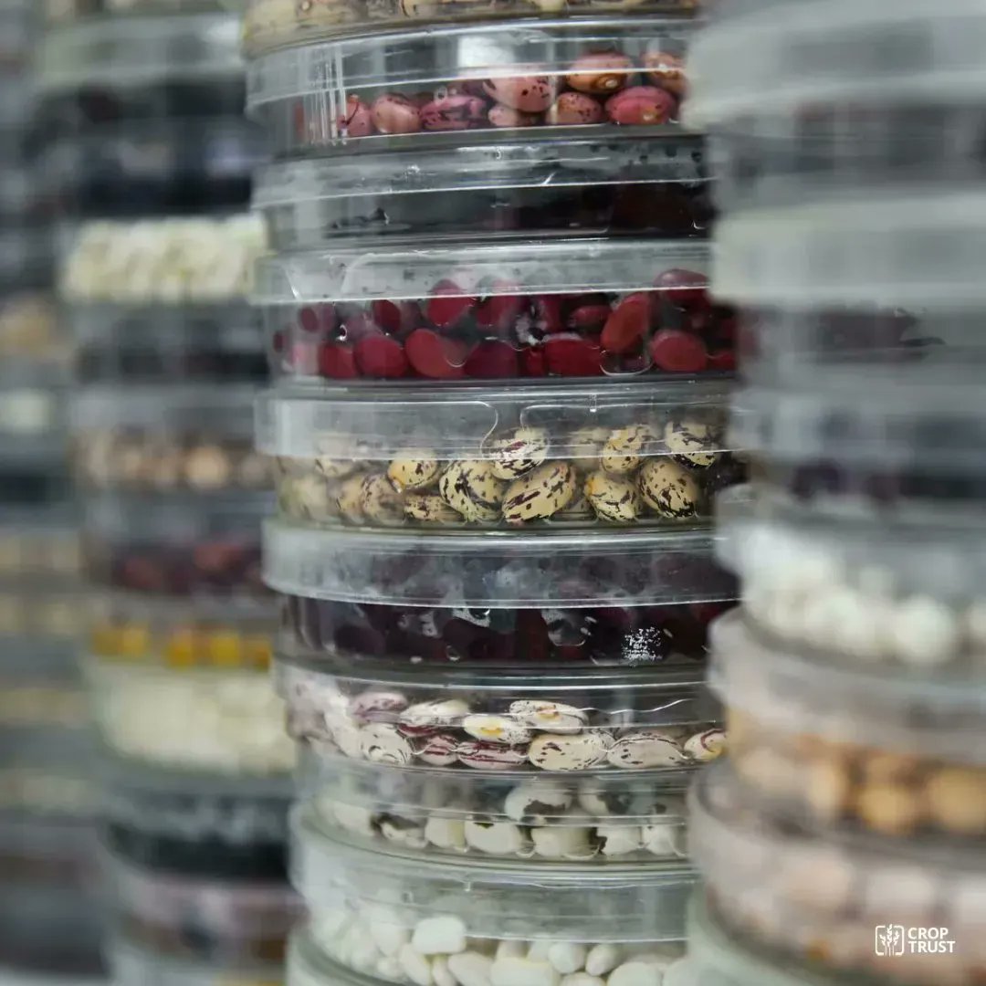 The Crop Trust tweet media