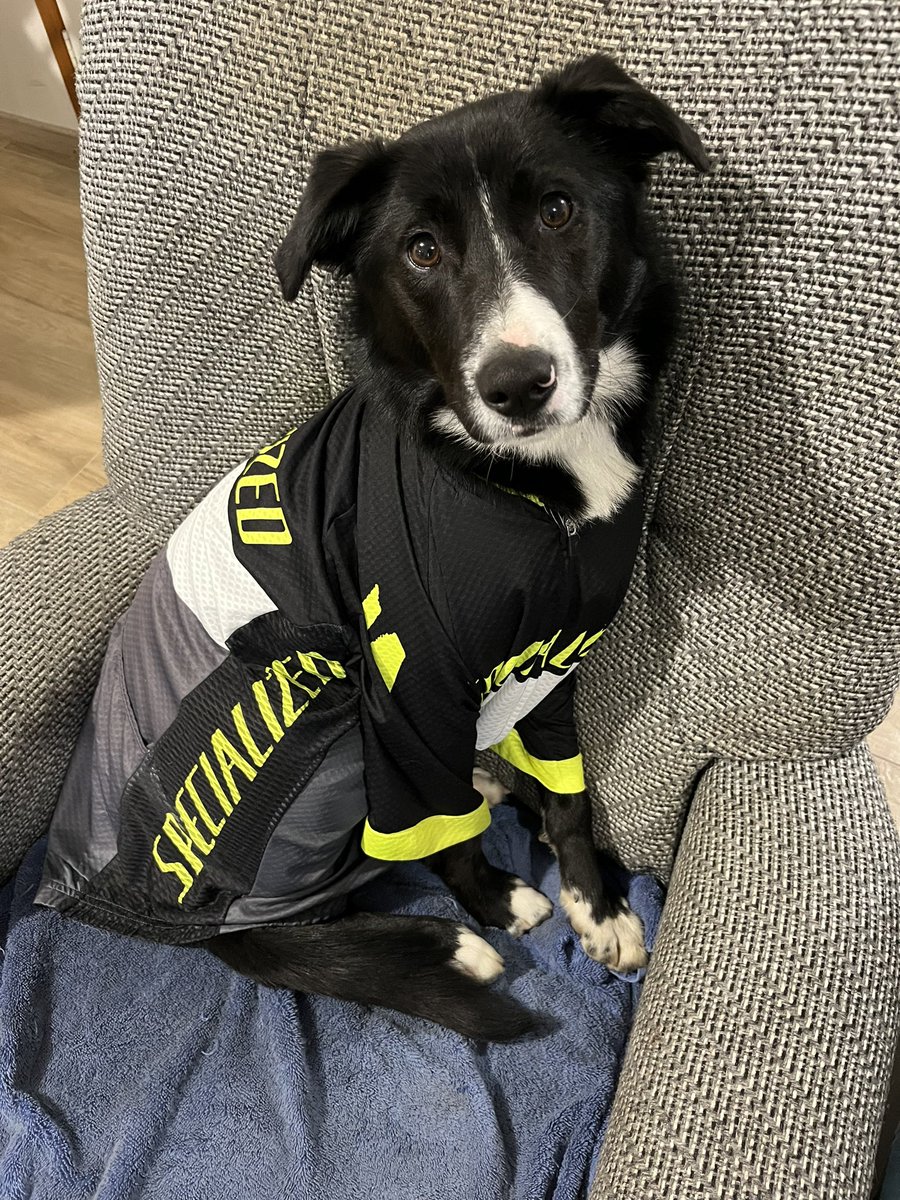Katrina_351's tweet image. Ready for stage one! #TdF2023 #Tourdog #CouchPeleton #Specialized
