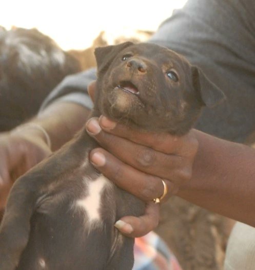 navneet_AWCS's tweet photo. #stopkeralakillings

Healthy, friendly dogs are being  poisoned and killed in Vengal Kavumbhagon, Thiruvalka, Kerala.

How many more must die to assuage Kerala's blood lust? 
THIS MUST STOP

#StopKeralaKillings
@abhishekanandji
@EditorRajan @AmbikaShukla15 @tarana2510 @AmritaNarlikar