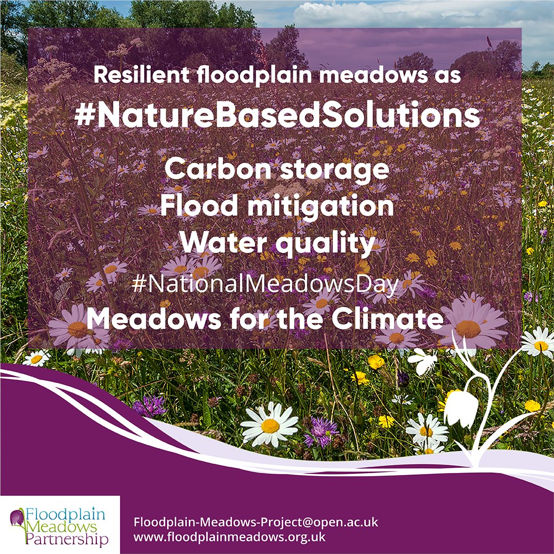 Why celebrate meadows on #NationalMeadowsDay? Because working with @BBOWT & @longmead_tvwmrp the data gathered through the @EcoverUK funded #Meadows for the Climate project validates the claim that species rich floodplain meadows are effective #naturebasedsolutions 🌼🐝🚜💧🍃