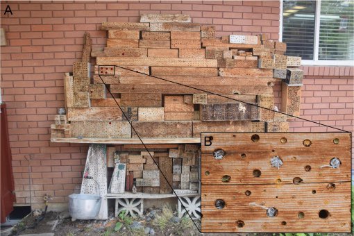 A first report of plastic use for nesting materials in an apoid wasp (Hymenoptera: Sphecidae: Isodontia elegans):

doi.org/10.18476/2023.…