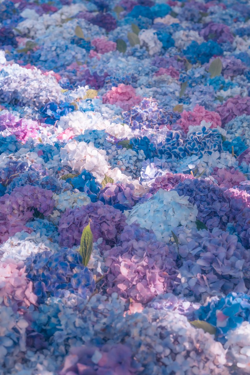紫陽花の絨毯
